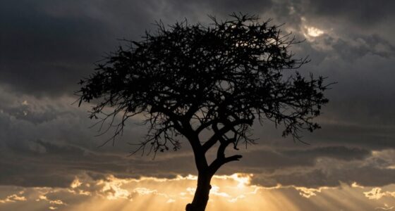 contrast creates dramatic impact