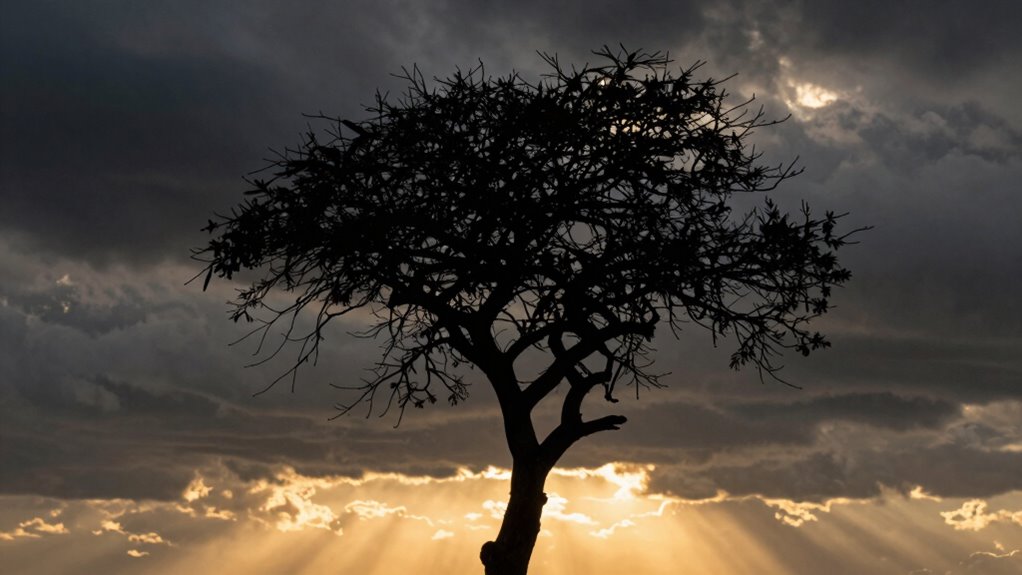 contrast creates dramatic impact