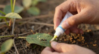 Ants: Who Looks After The Injured In A Colony?