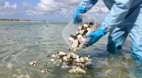 Florida Dumped Half A Million Oyster Shells Into The Gulf Of Mexico. No One Expected The Results To Be This Good.