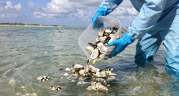 Florida Dumped Half A Million Oyster Shells Into The Gulf Of Mexico. No One Expected The Results To Be This Good.