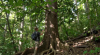 Giant Trees Have No Trouble Pumping Water To Top Branches: New Research