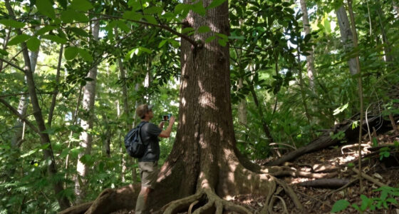 Giant Trees Have No Trouble Pumping Water To Top Branches: New Research
