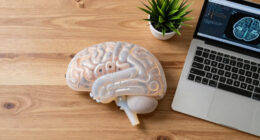Indian scientists produce most detailed 3D atlas of the human brainstem