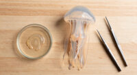 Jellyfish Can Heal Wounds In Minutes. Scientists Want Their Secrets