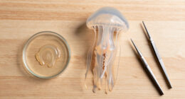 Jellyfish Can Heal Wounds In Minutes. Scientists Want Their Secrets