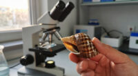 Snails' Teeth Beats Spider Silk As Nature's Strongest Material (2015)