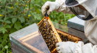 Spider Venom Kills Varroa Mites Without Harming Honeybees