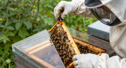 Spider Venom Kills Varroa Mites Without Harming Honeybees