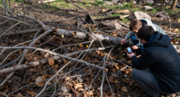 Cold Front Causes Wind Speeds Of 71 Km/h, Trees Down, Civil Defense Alert